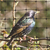 Bird-X 100 ft. x 14 ft. Standard Bird Netting