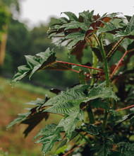 What Is Stinging Nettle? Meet Nature’s Super Detox Agent