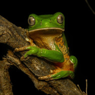Kambo Ceremony: A Sacred Amazonian Ritual for Cleansing, Strength & Renewal