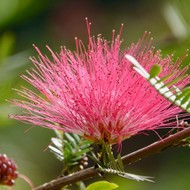 Bobinsana: Heart Healing Plant of the Amazon for Love & Connection