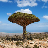 What Is Frankincense? Uses, Benefits, and Spiritual Meaning