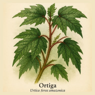 Stinging Nettle Urtica: The Amazonian King Nettle Leaves With More Healing Range Than Any Standard Nettle Tea, Supplement, or Organic Nettle Leaf on the Market