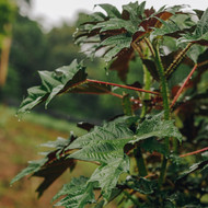 Nettle Leaf: Why the Amazon's King Nettle Heals What Ordinary Supplements Can't Touch