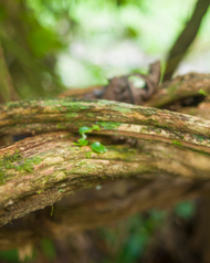 Who is Mother Ayahuasca? Connecting with the Spirit of Healing