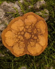 Ayahuasca Microdose: What It Really Means and How to Work With It