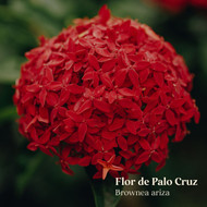 Flor de Palo Cruz: Uses, Benefits, and the Sacred Women’s Medicine of the Amazon