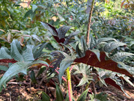 Connect With The Plant Allies