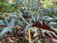 Stinging Nettle Benefits—A Natural Powerhouse for Detox, Energy, and Immune Support