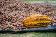 Ceremonial Cacao: Sourcing with Intention