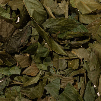 Chiricaspi leaves dried Amazonian plant material covering full frame