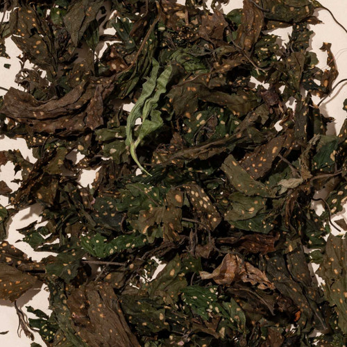 Destrancadera leaves dried plant material on beige background