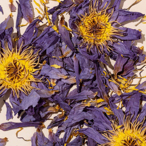 Blue lotus flowers on beige background