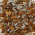 Bitter bath leaves dried botanical blend