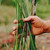 Hand touching chondur plant in natural setting