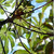 Close-up of guarumo leaves texture and detail