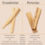 Palo santo comparison chart Ecuadorian vs Peruvian sticks showing scent profile and characteristics