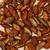 Coquindo seeds on beige background
