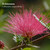 Bobinsana flower from Calliandra angustifolia plant