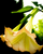 Angel trumpet flower from borrachero plant