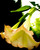 Angel trumpet flower from borrachero plant