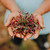 Hands holding cuyangillas grass
