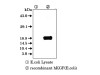 KGF (8A4) Anti-Human Mouse IgG MoAb