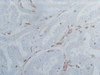 ORP150 (Oxygen Regulated Protein, p150) (2F07) Anti-Human Mouse IgG MoAb
