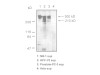 Tenascin-C (EGF Like Domain) (4F10TT) Anti-Human Mouse IgG