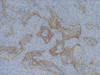 Tenascin-C (EGF Like Domain) (4F10TT) Anti-Human Mouse IgG