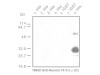 14-3-3 σ Protein (C) Anti-Human Rabbit IgG Affinity Purify