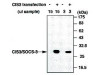 CIS3/SOCS-3 (C204) Anti-Human Rabbit IgG Affinity Purify