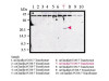 Claudin-7 (C) Anti-Murine Rabbit IgG Affinity Purify