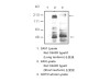 c-Ret (R787) Anti-Human Rabbit IgG Affinity Purify