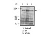DNMT-1 (DNA Methyltransferase-1) Anti-Human Rabbit IgG Affinity Purify