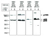 NFκB p65 (N) Anti-Human Rabbit IgG Affinity Purify