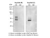 Septin 4 (C) Anti-Human Rabbit IgG Affinity Purify