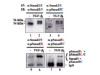 Anti-Smad3C (Ser 423/425 Phosphorylated) Rabbit IgG Affinity Purify