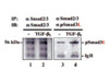 Anti-Smad3C (Ser 423/425 Phosphorylated) Rabbit IgG Affinity Purify