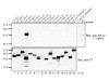 Anti-Synaptotagmin IV Rabbit IgG Affinity Purify