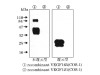 VEGF (V-3) Anti-Human Rabbit IgG Affinity Purify