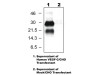 VEGF-C(103) Anti-Human Rabbit IgG Affinity Purify