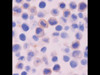 Anti-c-Met (Y1235 Phosphorylated) Rabbit IgG Affinity Purify