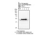 Tau (Phosphorylated) (C5) Anti-Human Mouse IgG MoAb