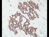 Podoplanin Anti-Human Rabbit IgG Affinity Purify