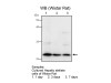 LRAT (Lecithin Retinol Acyltransferase) (168) Anti-Mouse Rabbit IgG Affinity Purify