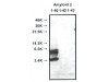 Amyloid Beta ( 35-40 ) ( 1A10 ) Aβ Anti-Human Mouse IgG MoAb