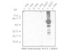 14-3-3 γ Protein (63A1) Anti-Human Mouse IgG MoAb 1