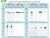 sAPPα (2B3) Anti-Human Mouse IgG MoAb 1