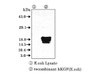 KGF (5J2) Anti-Human Mouse IgG MoAb 1