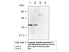 Napsin A (TMU-Ad02) Anti-Human Mouse IgG MoAb 1